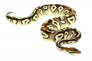 Python regius, pastel mojave het. red axanthic